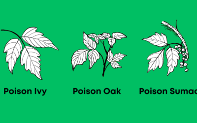 Springtime Rashes: Beware of Poison Ivy, Oak & Sumac