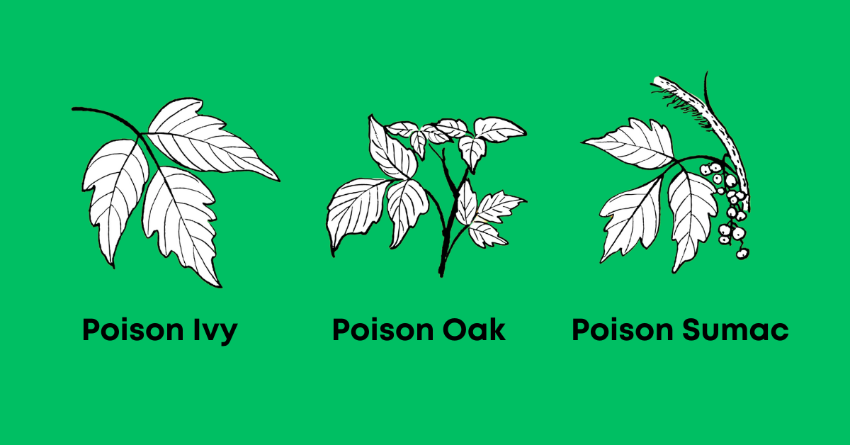 Springtime Rashes: Beware of Poison Ivy, Oak & Sumac | Stopwatch Urgent ...